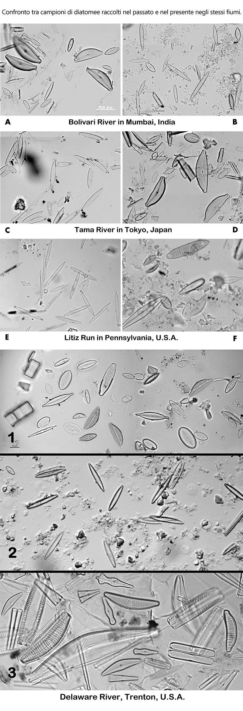 Immagine di diatomee